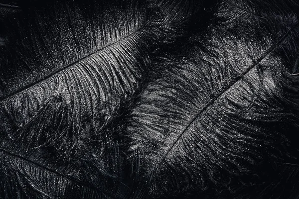 Полное рамочное изображение поверхности с черными перьями, покрытыми серебром — стоковое фото