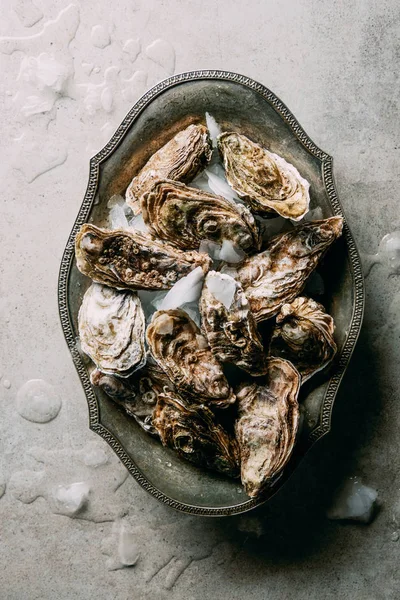 Deitado plano com ostras em tigela de metal com gelo na superfície cinza — Fotografia de Stock