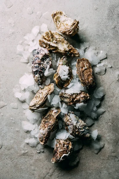 Top view of arrnagment of oysters and ice on grey surface — Stock Photo