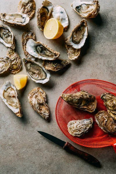 Flat lay with arranged oysters, net and knife on grey surface — Stock Photo