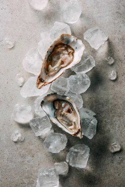 Vista superior de ostras e cubos de gelo em mesa cinza — Fotografia de Stock