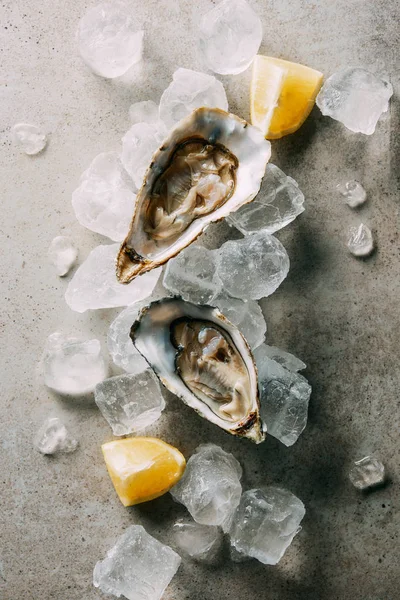 Top view of oysters, cut lemon and ice cubes on grey tabletop — Stock Photo