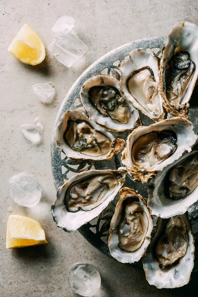 Top view of arranged oysters in bowl, ice cubes and lemon pieces on grey tabletop — Stock Photo