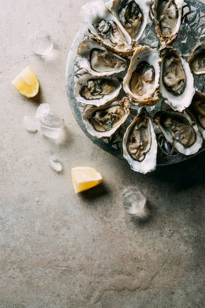 Top view of arranged oysters in bowl, ice cubes and lemon pieces on grey tabletop — Stock Photo