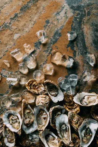 Draufsicht auf arrangierte Eiswürfel und Austern auf grundierter Oberfläche — Stockfoto