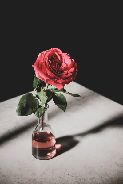 Pink rose in glass bottle on stone table isolated on black — Stock Photo