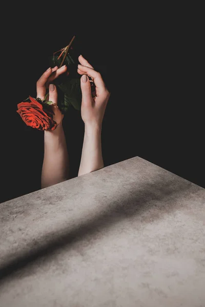 Partial view of woman holding pink rose flower isolated on black — Stock Photo