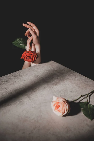 Vista parziale della donna che tiene il fiore di rosa rossa isolato sul nero — Foto stock