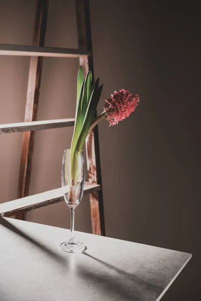 Fleurs de jacinthe rose en verre de champagne sur table en pierre avec échelle en bois sur fond — Photo de stock