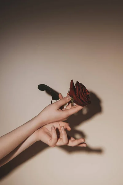 Partial view of woman holding red rose flower on beige background — Stock Photo