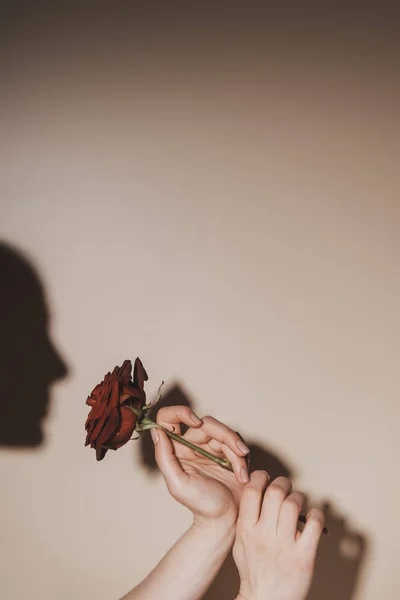 Partial view of woman holding red rose flower on beige background — Stock Photo