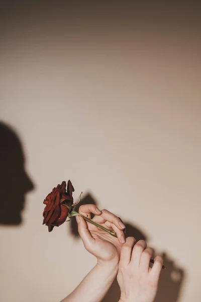 Vista parcial de la mujer sosteniendo flor de rosa roja sobre fondo beige - foto de stock