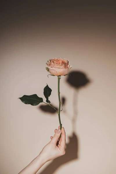 Частковий вид жінки, що тримає рожеву квітку троянди на бежевому фоні — стокове фото