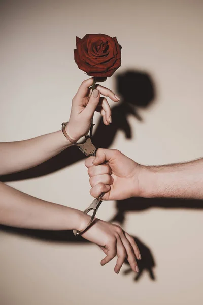 Частичный вид женщины и мужчины в металлических наручниках, держащих красный цветок розы на бежевом фоне — стоковое фото