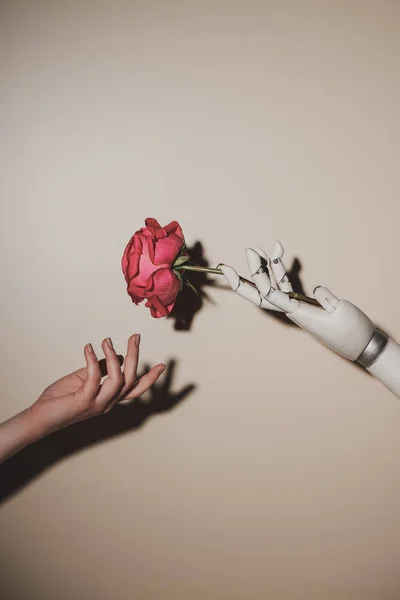 Vista parcial de mujer y mano robótica sosteniendo flor de rosa roja sobre fondo beige - foto de stock