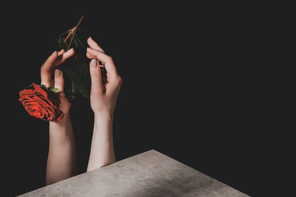 Teilansicht der Frau mit rosa Rose Blume isoliert auf schwarz — Stockfoto