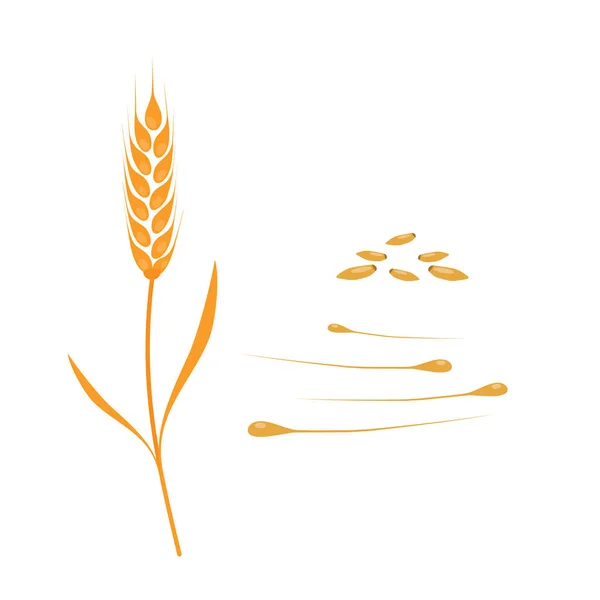 Пшеница Ржаное Ухо Семенами Цельное Зерно Листья Желтая Пшеница Плоский — стоковый вектор