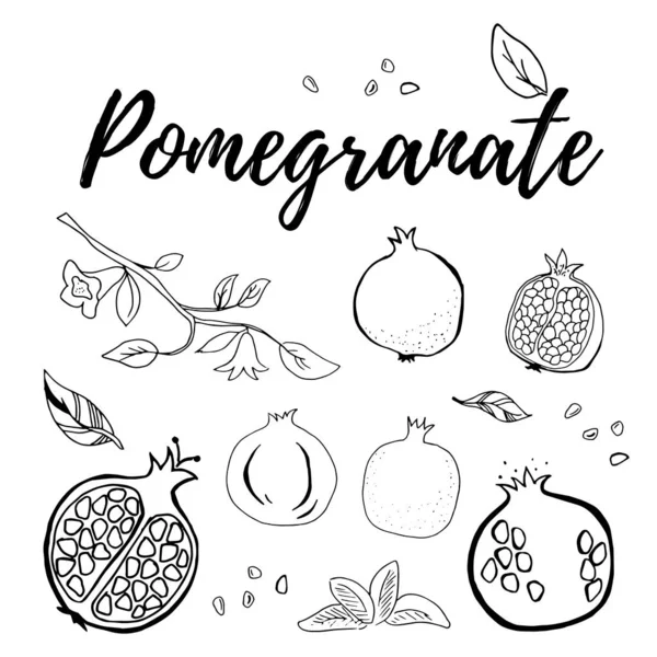 Hand Drawn Pomegranate Fruit Berry Set Vector Illustration Isolated White — Stock Vector