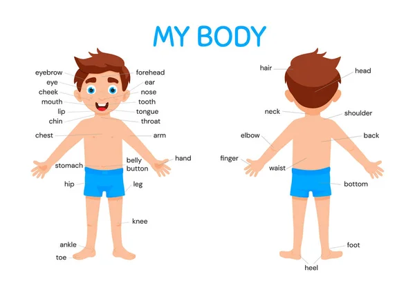 Mi cuerpo cartel con lindo niño muestra su cuerpo partes médico anatomía carta cartel o cartel. — Vector de stock