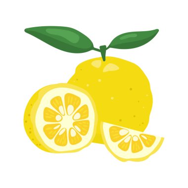 Yuzu japaness citron vektör illüstrasyonu.