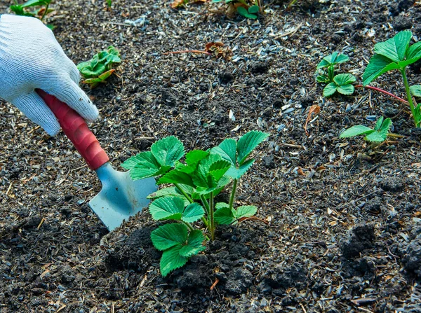 Morangueiro Plantio — Fotografia de Stock