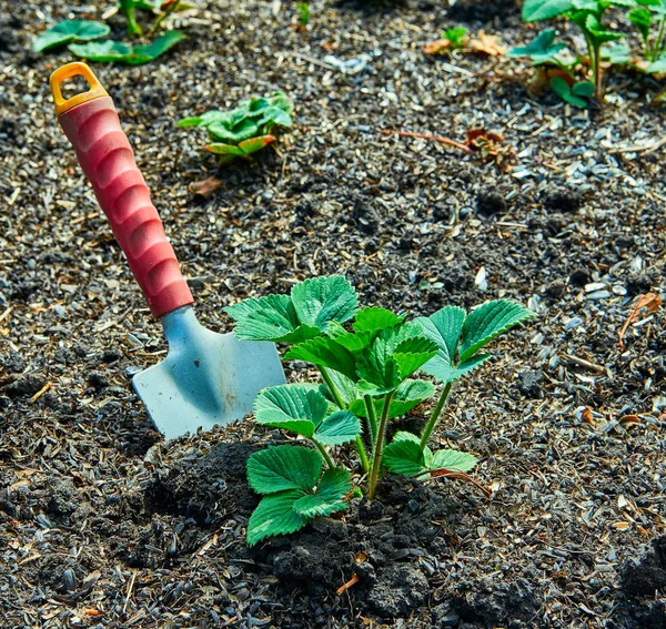 Arbeta i trädgården. Jordgubbar plantera. — Stockfoto