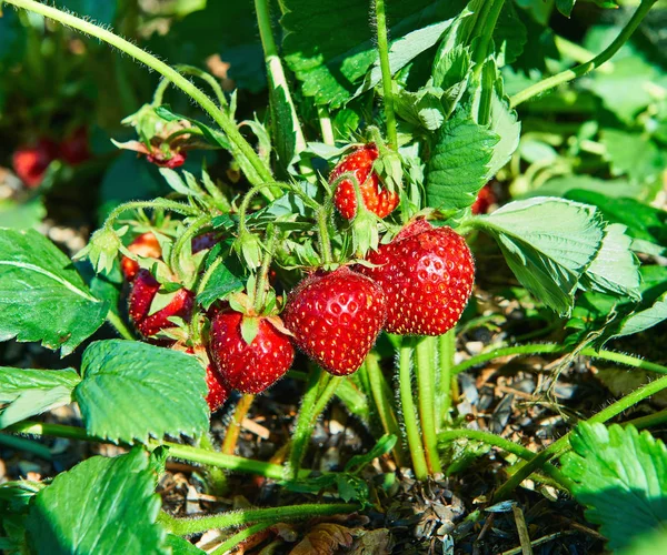 Fragole fresche biologiche Foto Stock