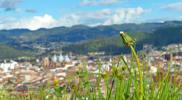 エクアドルのクエンカ市のぼやけた背景に草原に草 タンポポと小さな黄色の野生の花のクローズアップ — ストック写真