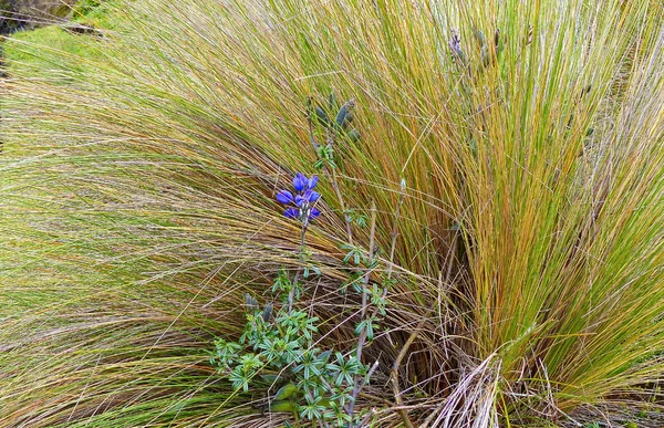 Calamagrostis Hierba Lupinus Microphyllus Lupinus Crece Desde Colombia Hasta Bolivia — Foto de Stock