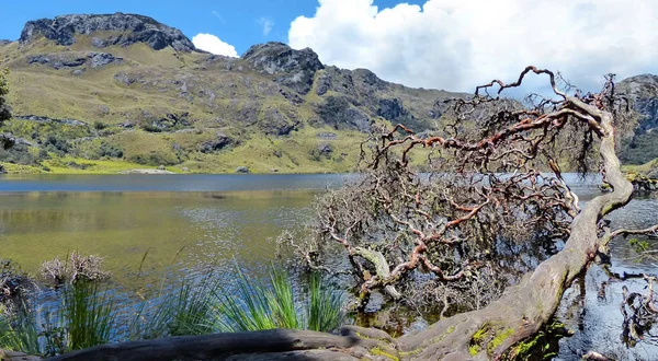 Toreadora lake (lagoon) and fallen Paper tree or Polylepis at National Park El Cajas, Andean Highlands, Azuay province, Ecuador