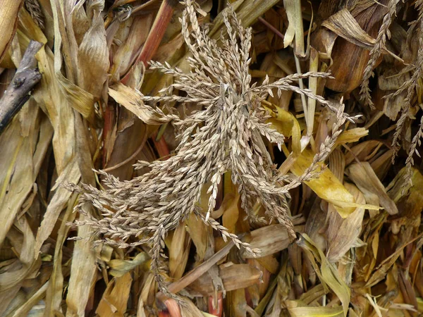 Dry corn leaves and corn stalks texture