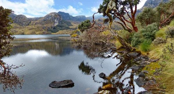 Toreadora Gölü Lagün Kağıt Ağaçları Veya Polylepis Ağaçları Milli Park — Stok fotoğraf