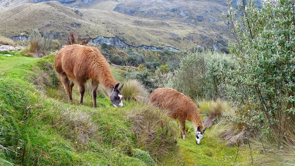 Llamas Eating Grass Cajas National Park Next Toreadora Lake Ecuador — Stock Photo, Image