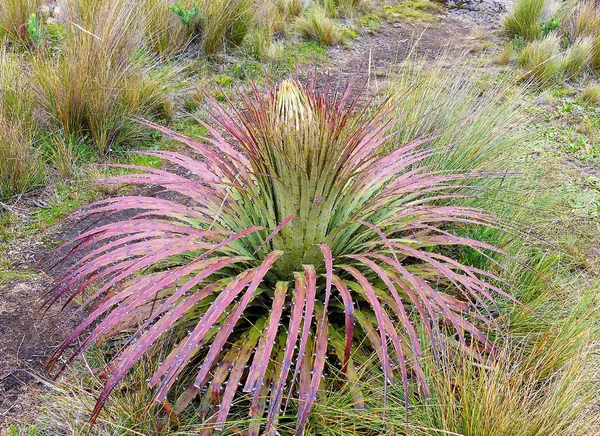 Plante Paramo Puya Clava Herculis Avant Floraison Parc National Cajas — Photo