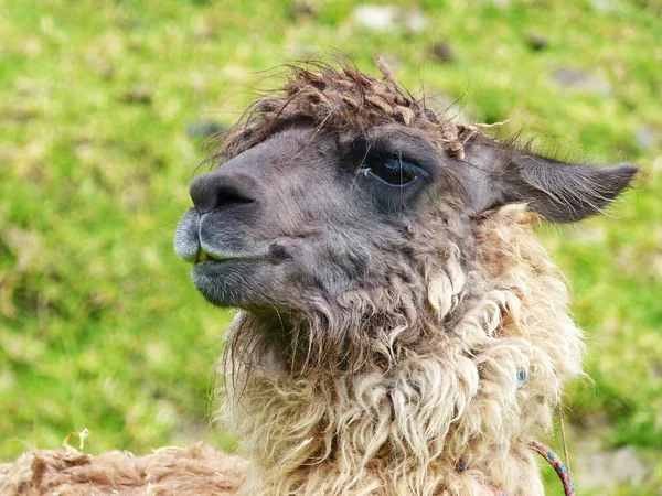Lama Kafalı Yağmurda Uzun Saçlı Kameraya Bakıyor — Stok fotoğraf