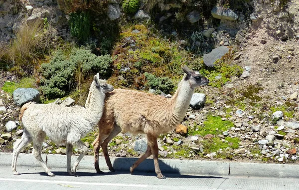 Ekvador Dağları Ndaki Cajas Milli Parkı Nda Yürüyen Lama Lar — Stok fotoğraf