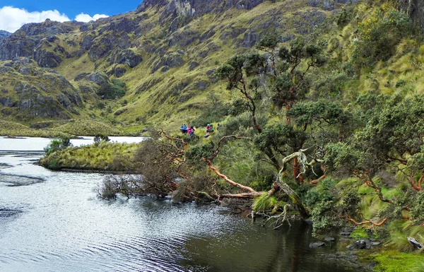 Montanha Toreadora Lago Árvore Papel Árvore Polylepis Costa Parque Nacional — Fotografia de Stock