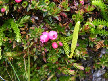 Disterigma empetrifolium. Cüce çalıları ya da takip eden bitkiler. Venezuela 'dan Peru' ya kadar her yerde bulunur. Cajas Milli Parkı 'ndaki Ekvador' da, yamaç parkında ve Polylepis ormanlarında yetişir..