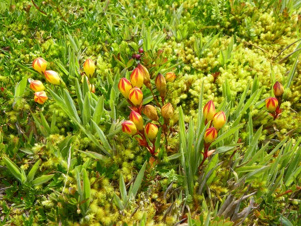 Gentianella Hirculus Flor Del Sistema Paramo Hierbas Bajas Que Crecen — Foto de Stock