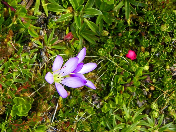 Flower Gentianella cerastioides is small herbs up to 5 cm tall, sometimes form-ing small cushions. Spreads in Colombia and Ecuador. In Cajas National Park it is found in the cushion paramo
