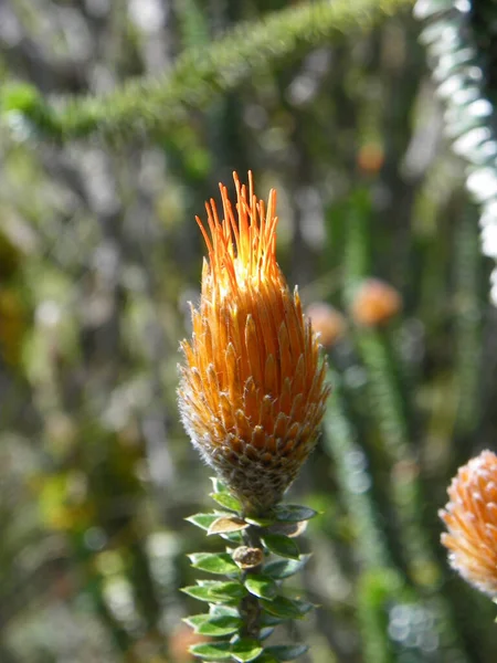 Chuquirahua Chuquiraga Jussieui Flor Los Andes Una Especie Nativa Colombia — Foto de Stock