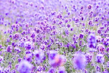 Tomita çiftlik Furano-cho, Hokkaido içinde yer alan bir tarım arazileri var. Lavanta ve çeşitli renkli çiçekler çiftlikte ekilir ve onların tam zafer ilkbahardan sonbahara içinde bulundukları.