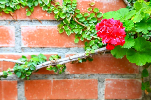 Vägg Brick Med Blomma Trädgården — Stockfoto