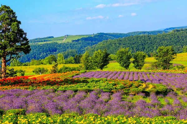 Tomita Farm Farmland Located Furano Cho Hokkaido Lavender Various Colorful — Stock Photo, Image