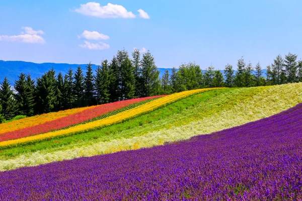 Tomita Farm Una Granja Ubicada Furano Cho Hokkaido Lavanda Varias — Foto de Stock