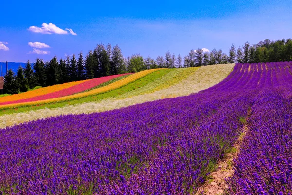 Tomita Farm Uma Fazenda Localizada Furano Cho Hokkaido Lavanda Várias — Fotografia de Stock