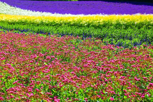 Tomita Farm Farmland Located Furano Cho Hokkaido Lavender Various Colorful — Stock Photo, Image