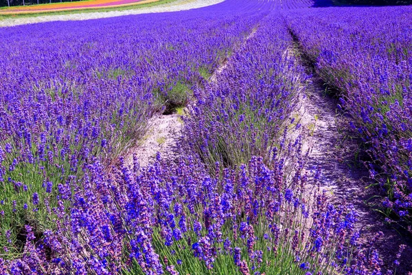 Tomita Farm Uma Fazenda Localizada Furano Cho Hokkaido Lavanda Várias — Fotografia de Stock