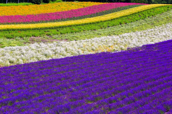 Tomita Farm is a farmland located in Furano-cho, Hokkaido. Lavender and various colorful flowers are planted on the farm, and they are in their full glory from spring to autumn.
