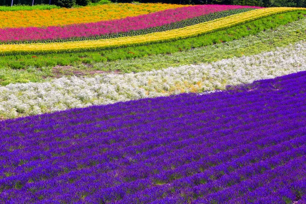 Tomita Farm Uma Fazenda Localizada Furano Cho Hokkaido Lavanda Várias — Fotografia de Stock